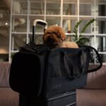Resale The Regulation Pet Carry-on in Black
